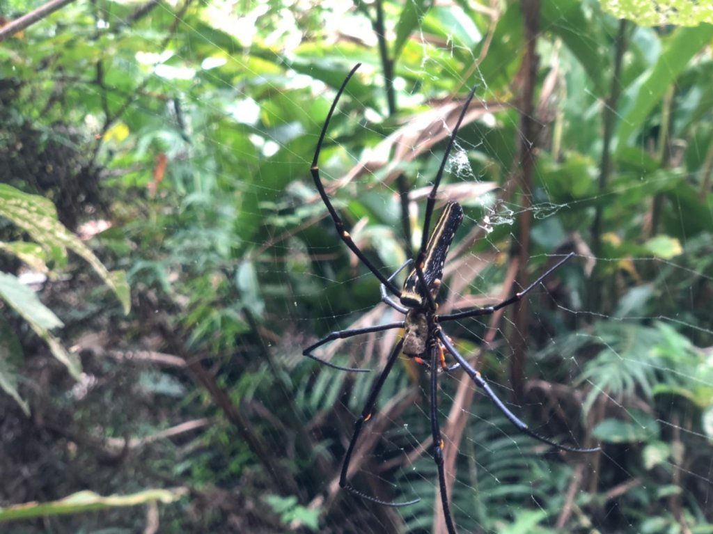 桃源谷.大溪線.內寮線.石觀音線_1105618