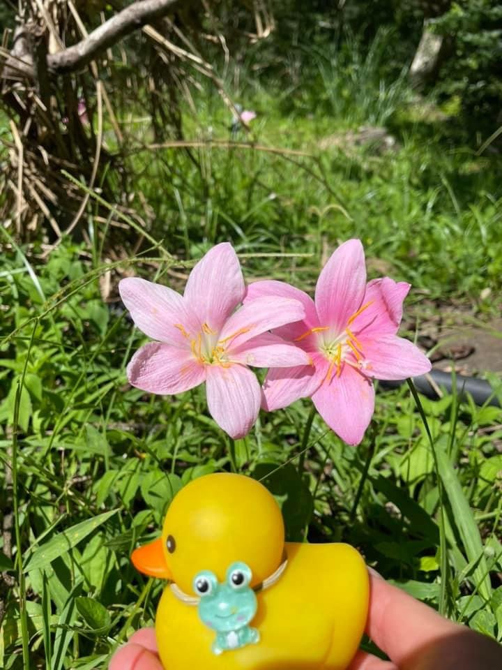 一日花蓮錐麓古道。砂卡礑步道_2232851