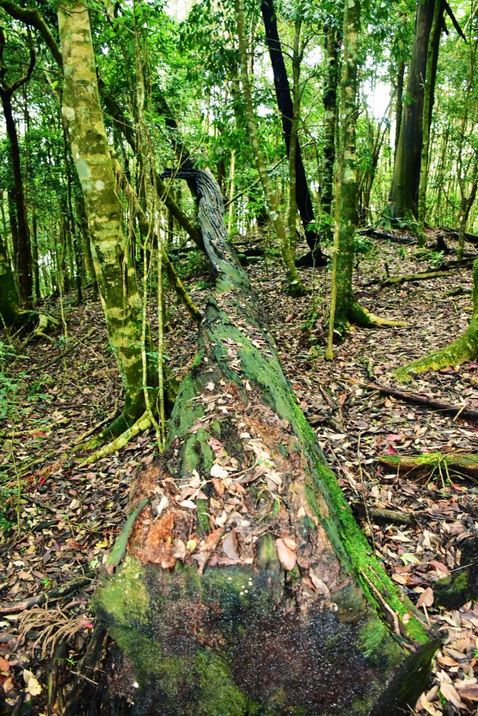 20190728八仙山 攀登_638477