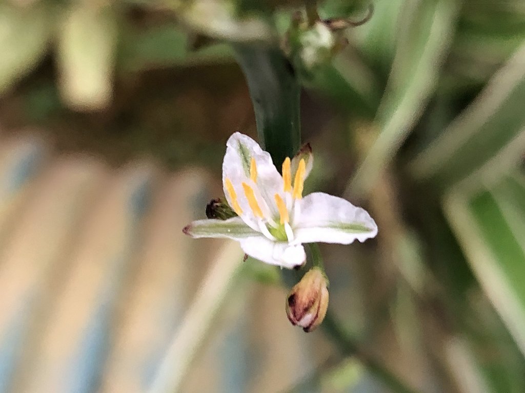 ~ 大禮大同步道 ~_2039531