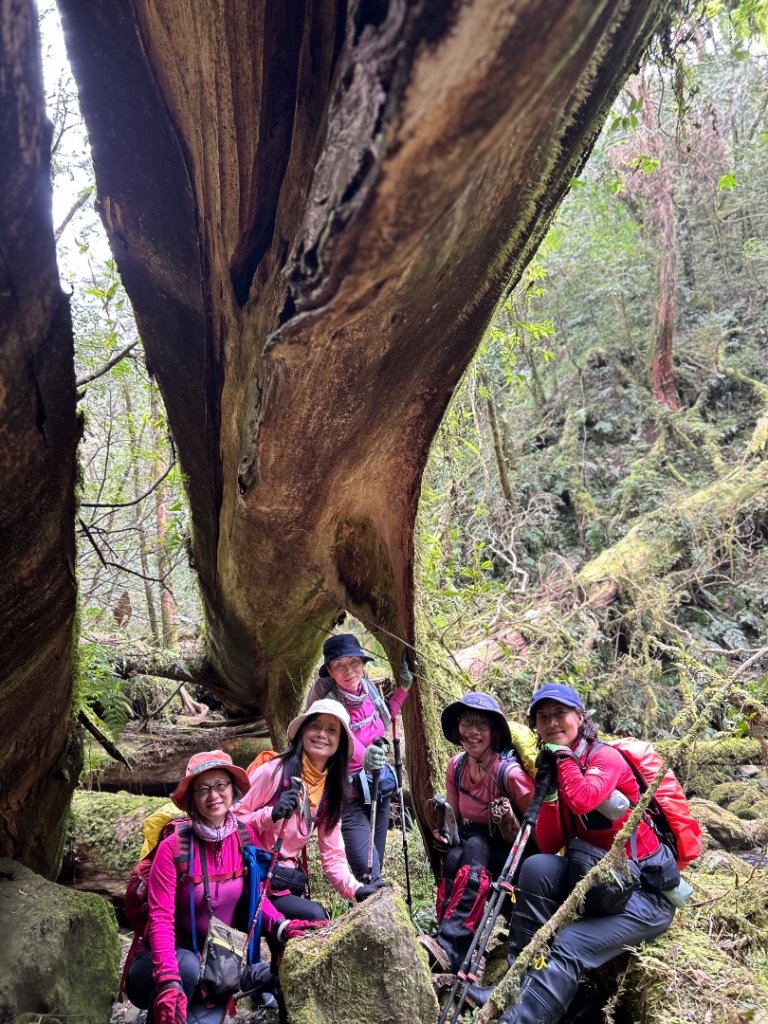 復興赫威神木_2748194