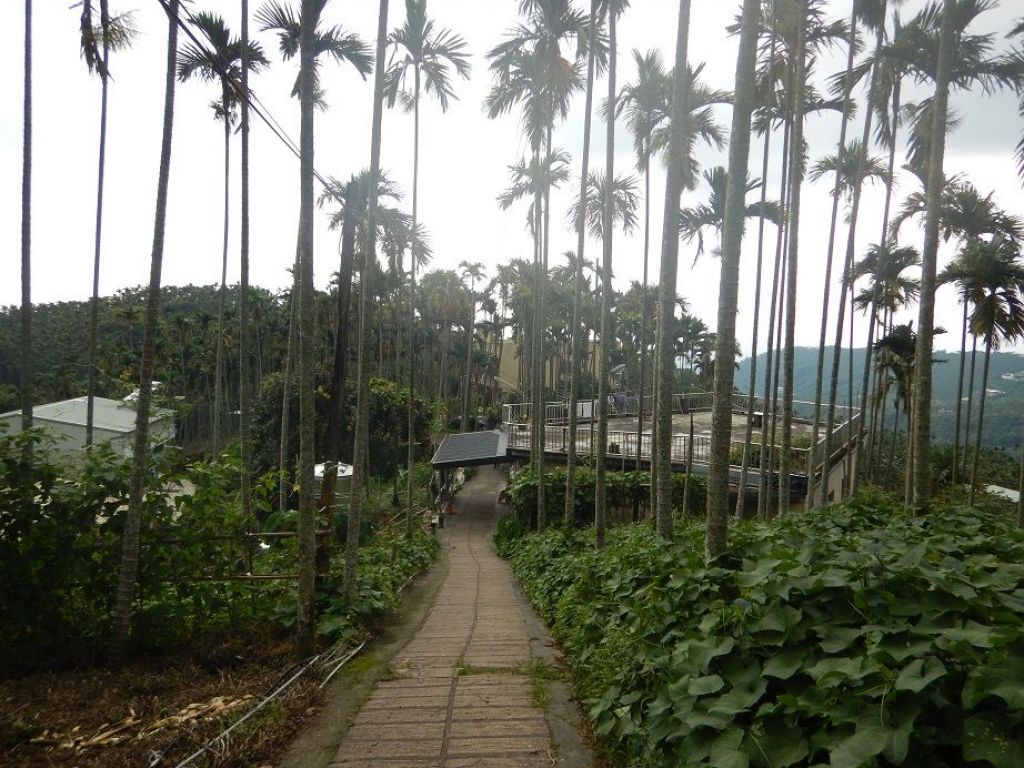 1070804雲嘉五連峰環形縱走_377034