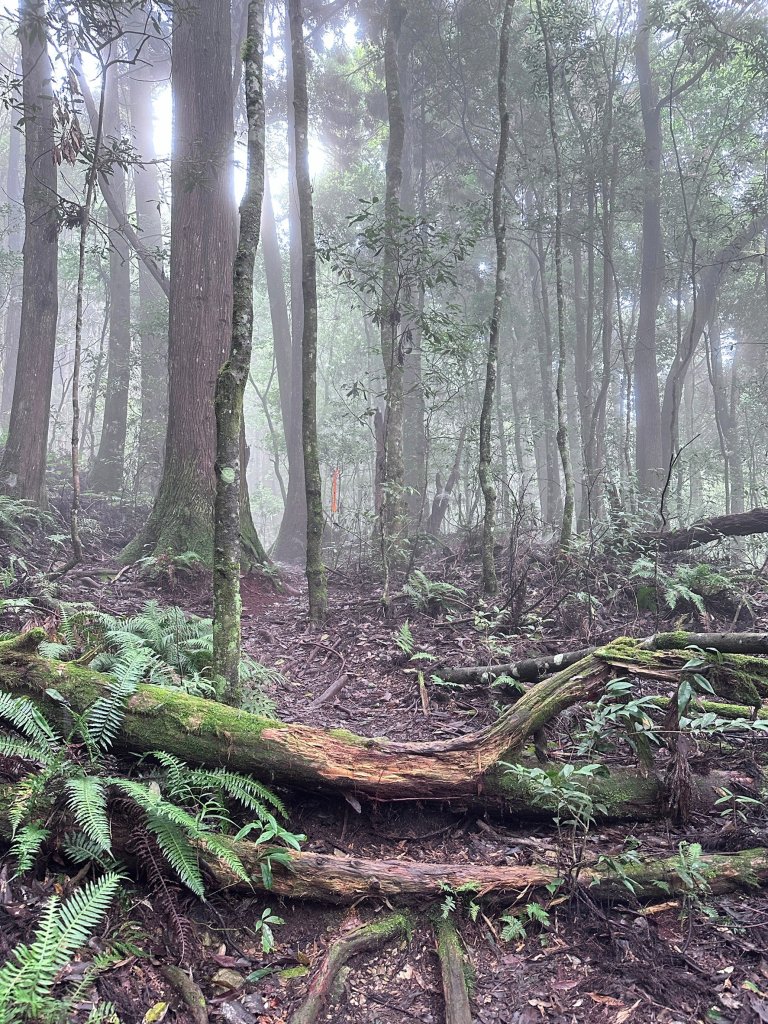 絕美柳杉林民都有山涼爽舒適_2604508
