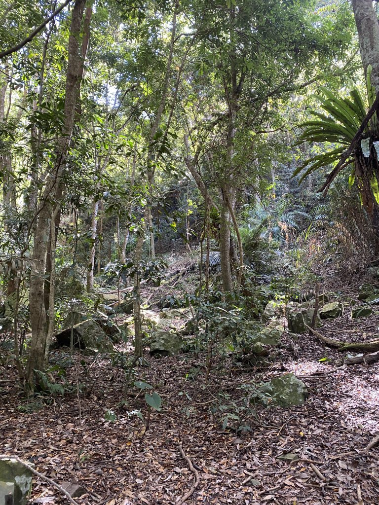 1111120泰安鄉鳥嘴山_2672947
