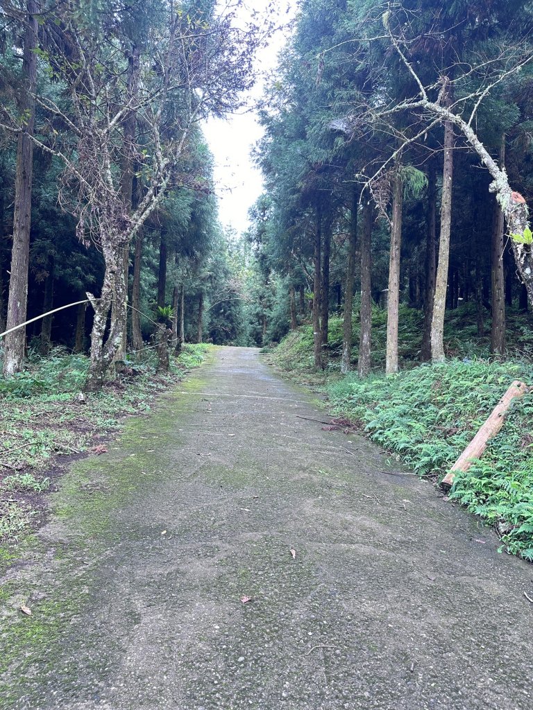 絕美柳杉林民都有山涼爽舒適_2604491