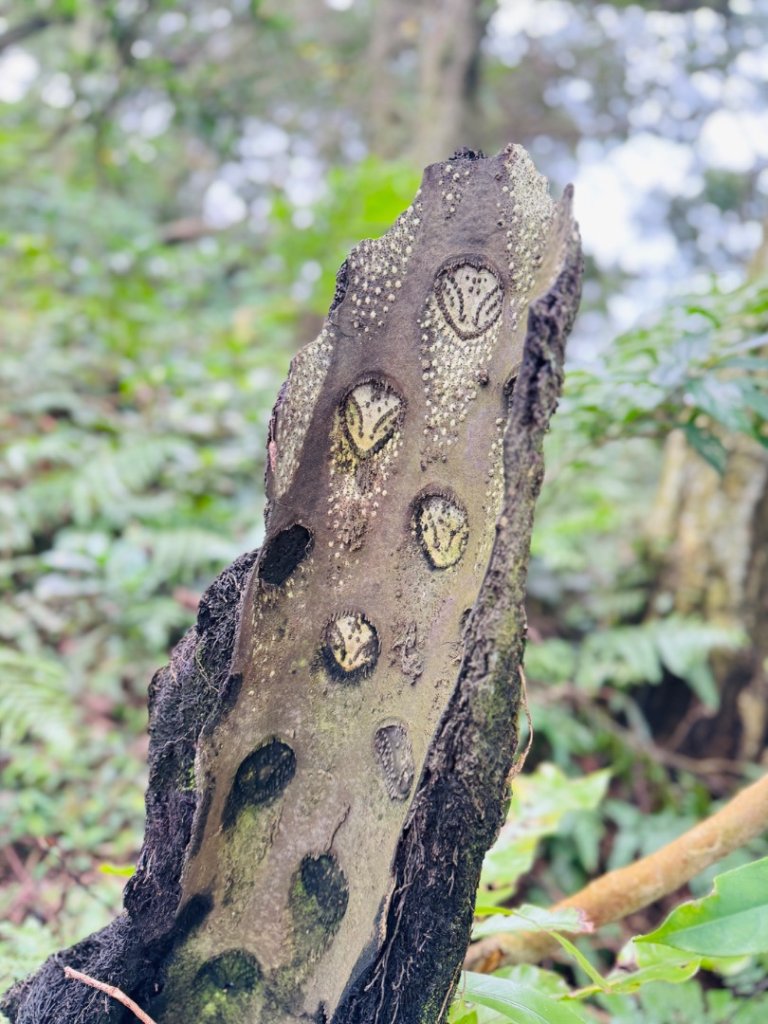 紫微聖母環山步道走六寮崙山與西南峰_2989151