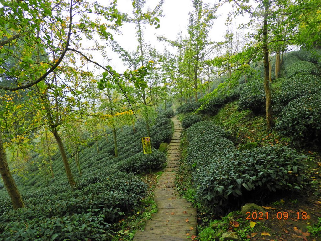 南投 竹山 銀杏茶園步道封面圖