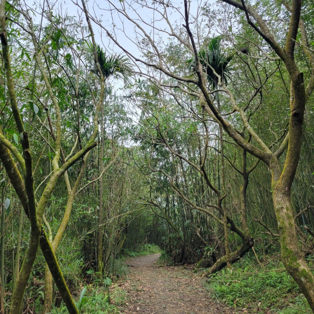 關仔嶺大凍山（小百岳）封面圖