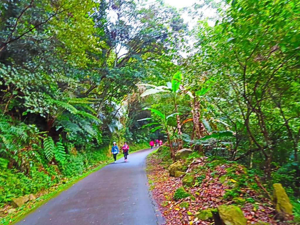 好療癒及老少咸宜的步道：百吉林蔭步道_551068