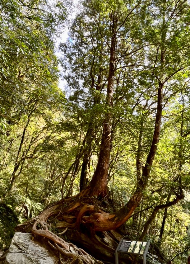 2022.08.22-拉拉山神木群步道_2013558