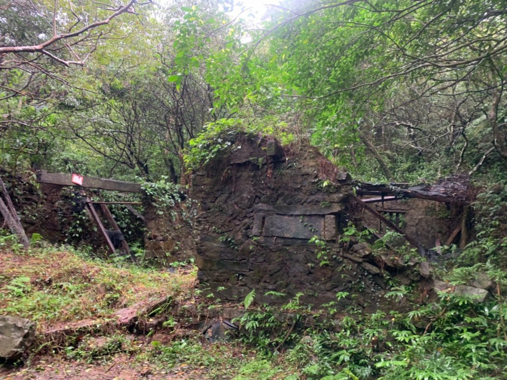 20221105-草嶺古道+桃源谷步道_1902693