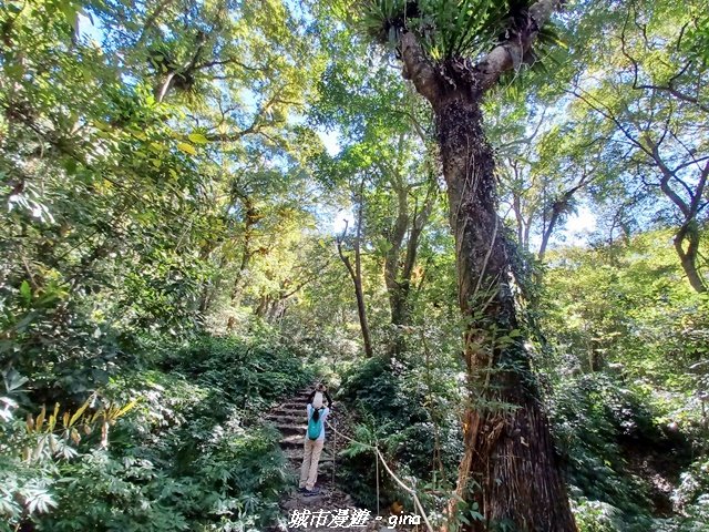 【台中和平】生態廊道。 雪山坑環線步道x巨人之手觀景點封面圖