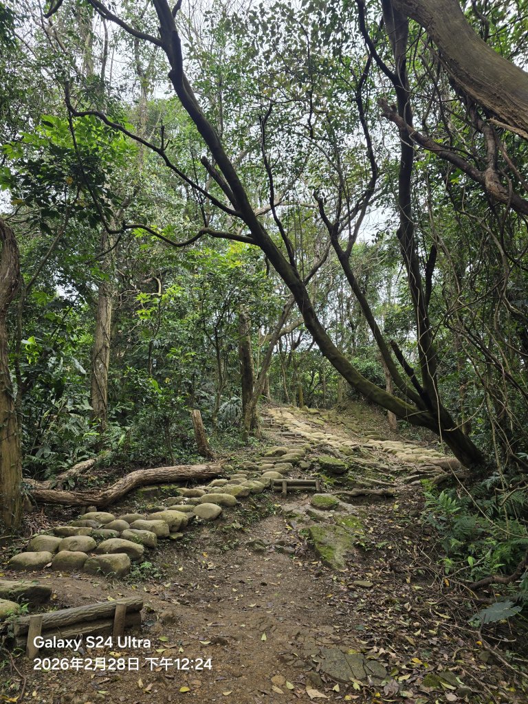 2026-02-28微笑山線：【大棟山系】405高地段_3008725