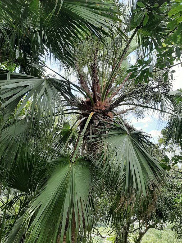 虎、豹、獅、象、九五峰、南港山、拇指山_1145208
