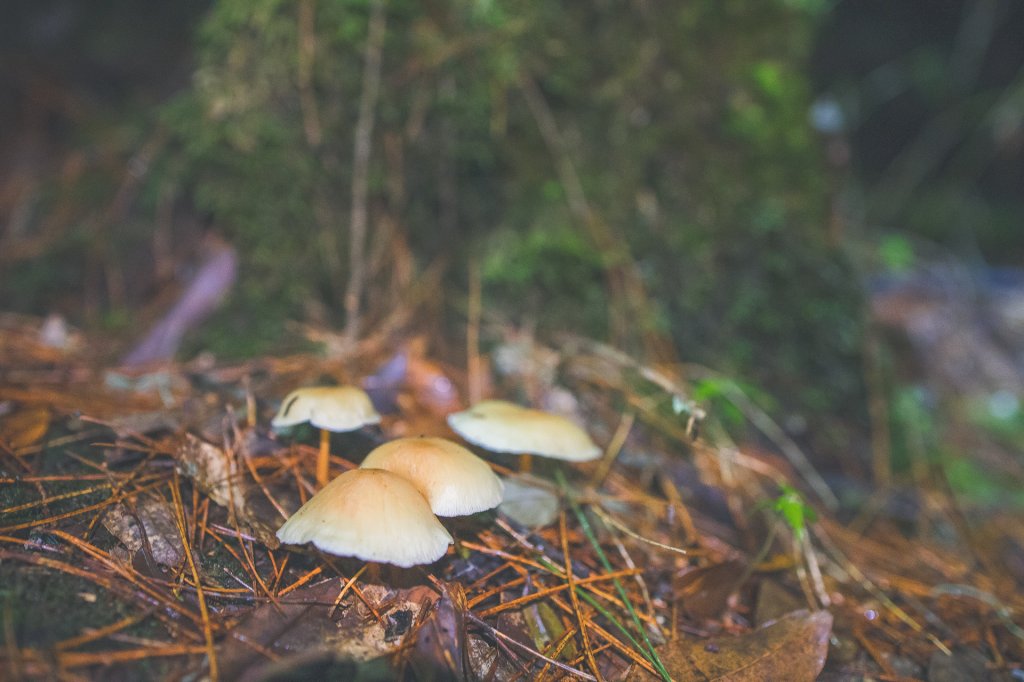 20230610-畢祿山步道_2534434