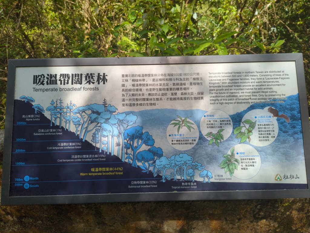 2023.04.16－拉拉山神木步道_2115955