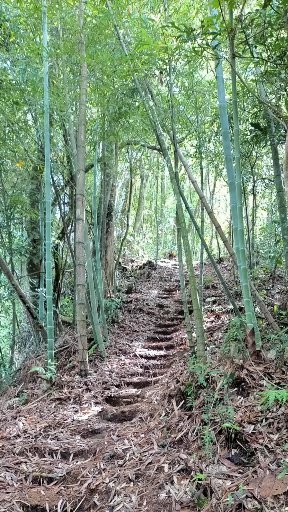 芙蓉山~大凍山~霹靂山~樂野山  四連峰_1009636