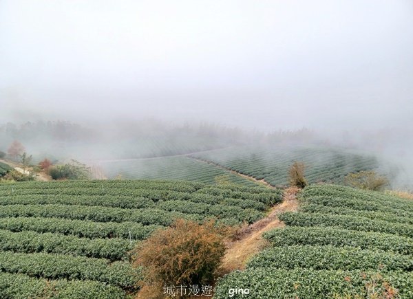 【雲林古坑】療育綠廊。 雲嶺之丘 x杉林步道x五元二角封面圖