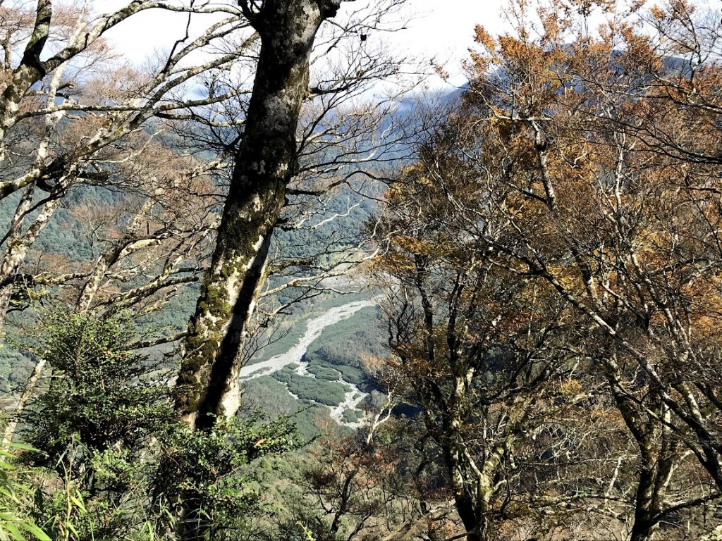 太平山_臺灣山毛櫸國家步道20201118_1967991