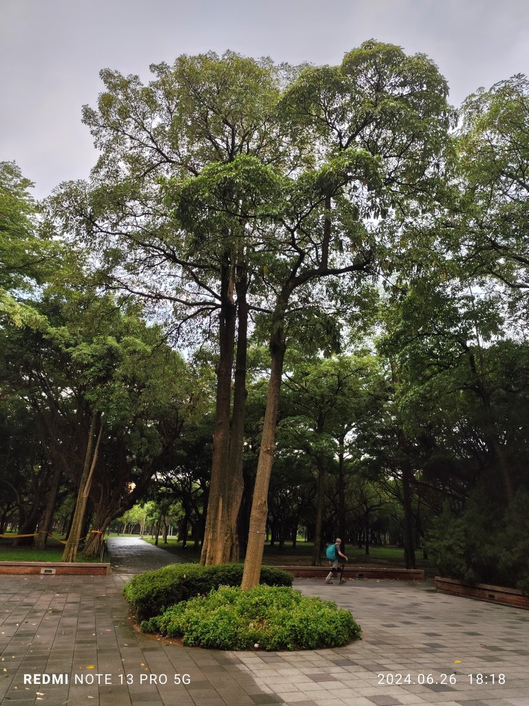 大安森林公園、寧夏夜市、士林夜市【走路趣尋寶】【臺北健走趣】_2536360