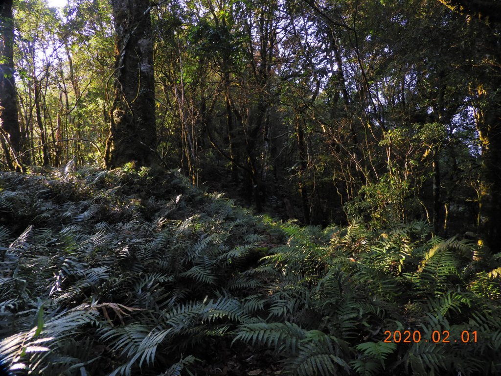 桃園 復興 塔曼山_820278