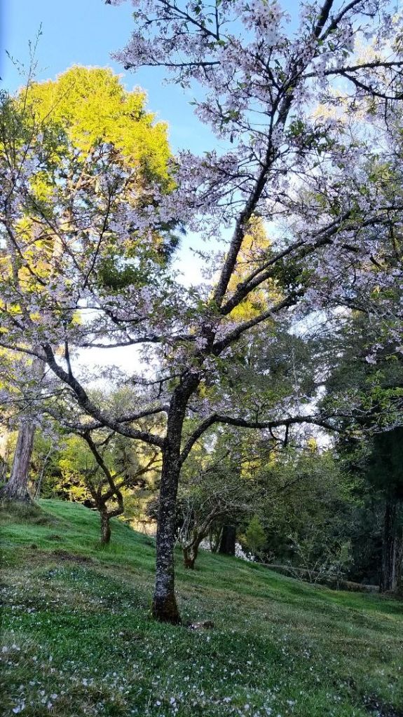 阿里山五奇_306228