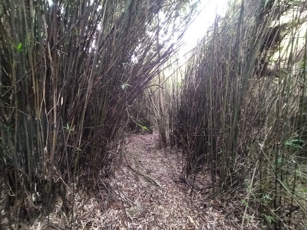 嘉義 阿里山 兒玉山、東水山、北霞山_1486743