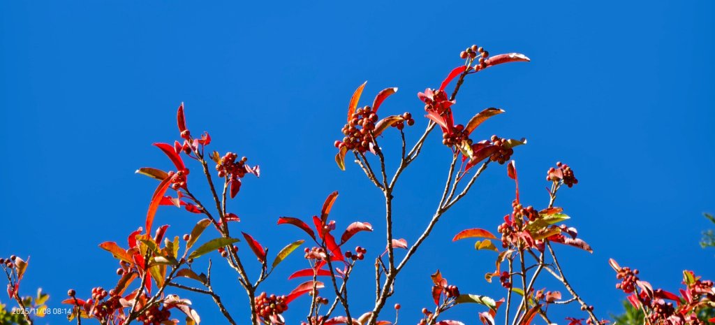 #太平山 #望洋山 #觀雲步道 #日出 #雲海 11/8_2931183