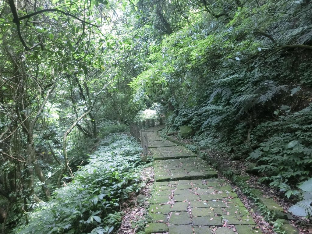 擎天崗．魚路古道．日人路_331966