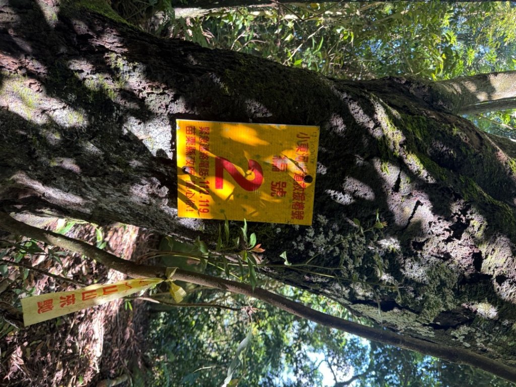 20250607 春谷養鱒場所上加里山 出大坪_2805202