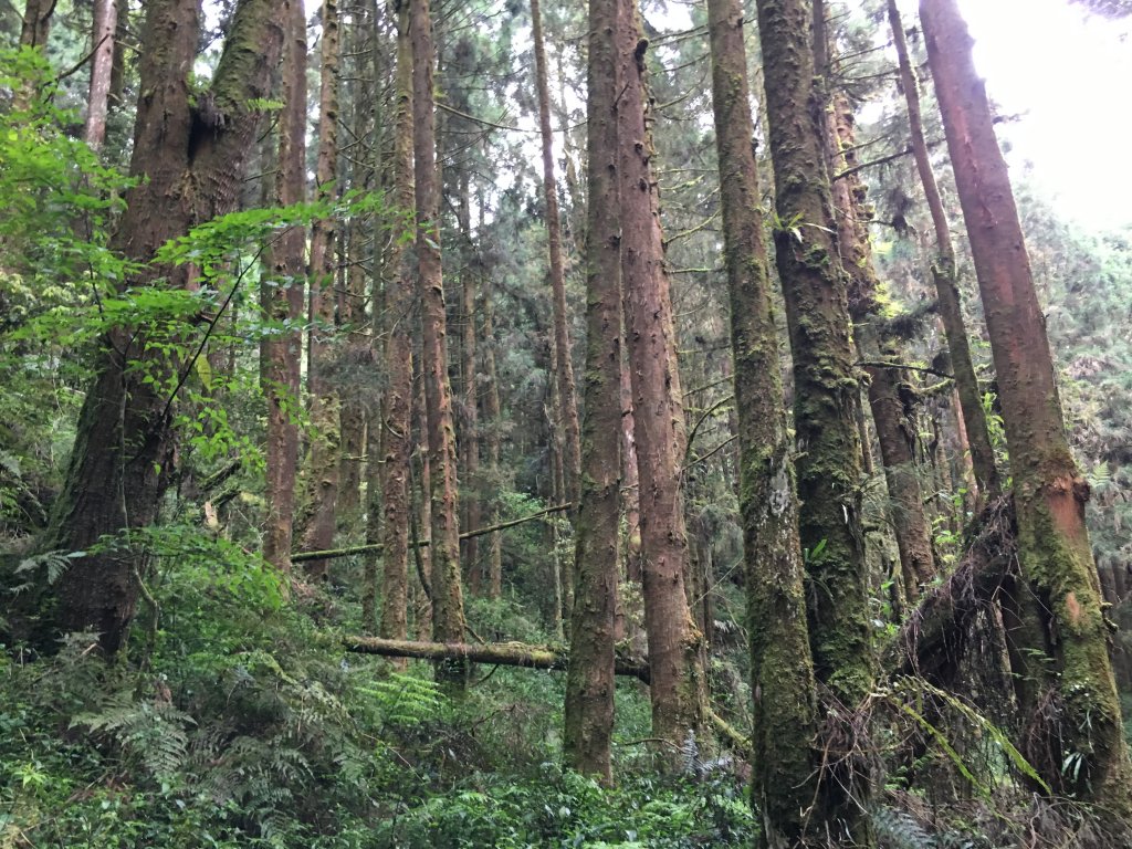 20160424_金柑樹山忘憂森林_872601