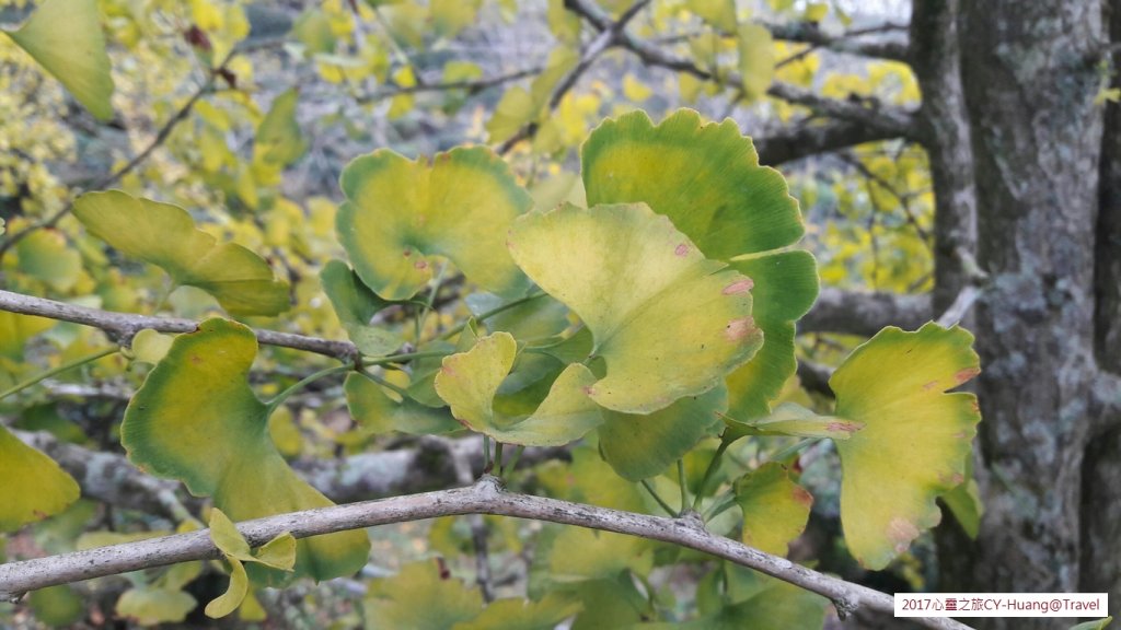 《南投》竹林銀杏｜鹿谷長源圳古道、大崙山銀杏森林、武岫20170921封面圖