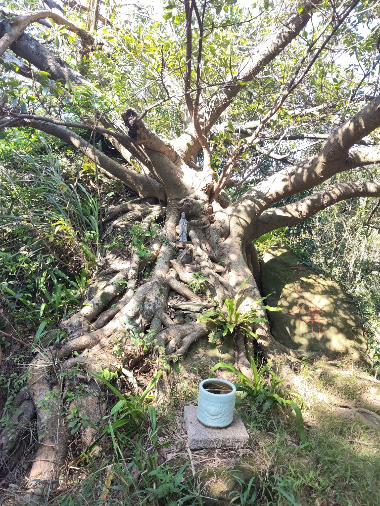 微笑山線：【大棟山系】百年大溶樹的_2937781