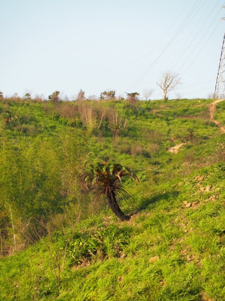 《台中》龍井竹坑南寮登山步道O型_915544