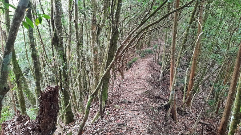 《南投》溪頭四姝｜杉林溪杜鵑林步道環金柑樹山O型20220430_1695472