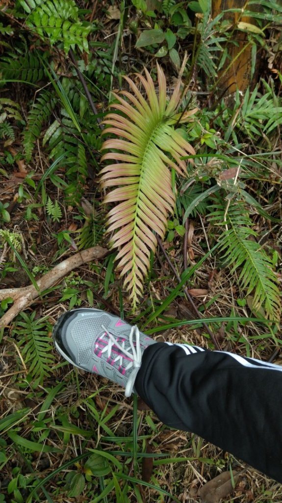 步道巡訪員│跑馬古道 第3巡 通訊點_870252