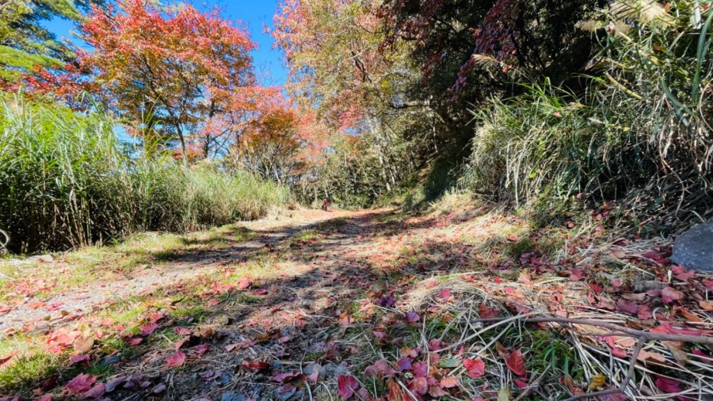 1101211大雪山230林道9.2k/雪山西稜登山口_1546418