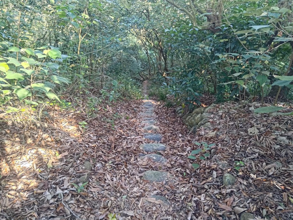 藤山步道登樟普寮一等三角點+挑水古道_2749511
