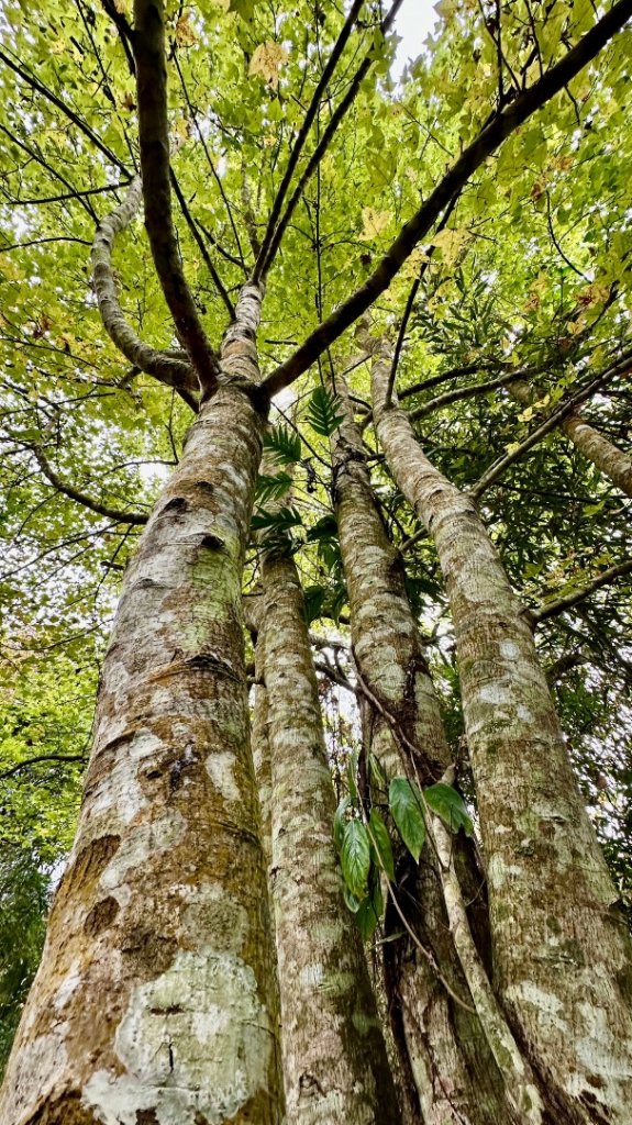 馬那邦山O走_2370092