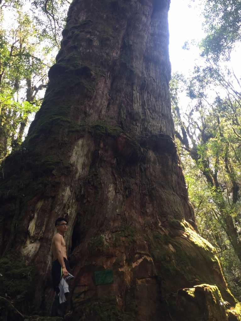 米羅山之木_292315