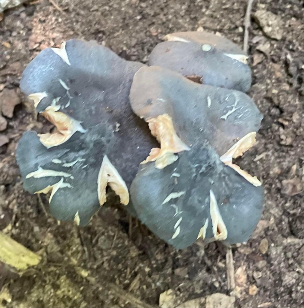 山野中的小精靈🧚‍♂️_1904331