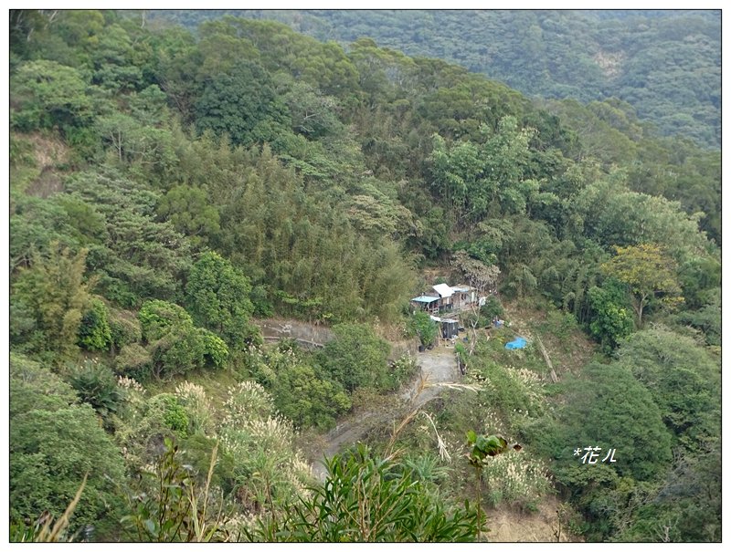 飛鳳山/觀日坪古道_773063