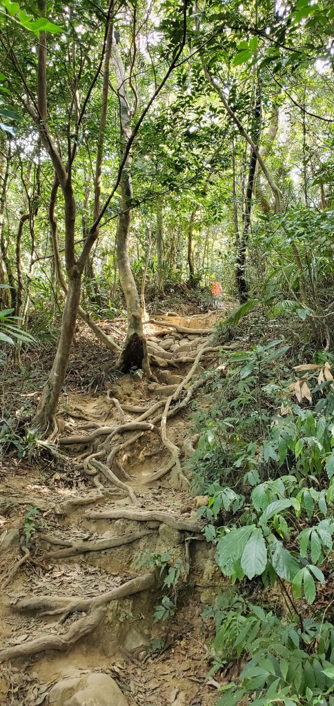 2023-01-27里龍山自然步道_2011103