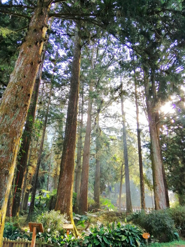森林綠意滿滿芬多精。 溪頭森林遊樂區_770551