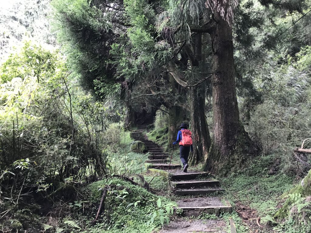 阿里山塔山步道封面圖