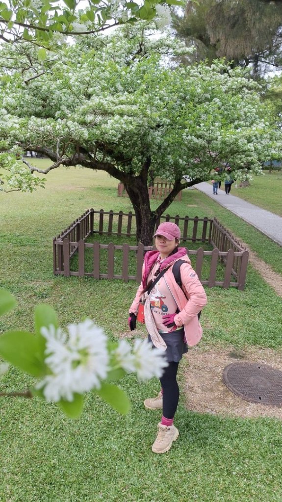 如夢似幻的四月雪-龍潭石管局-流蘇花盛開中_2748654