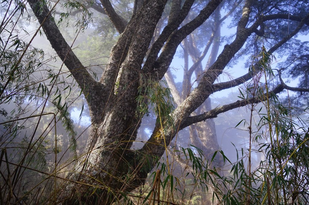 百岳單攻 | 霧淞西巒_1234174