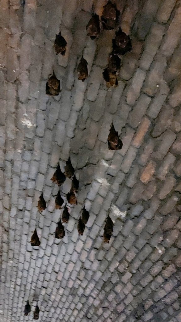 〔雙溪〕三貂嶺生態友善隧道 蝙蝠＆鐘乳石 。尪子崙坑 礦務課NO.278基石_2247759