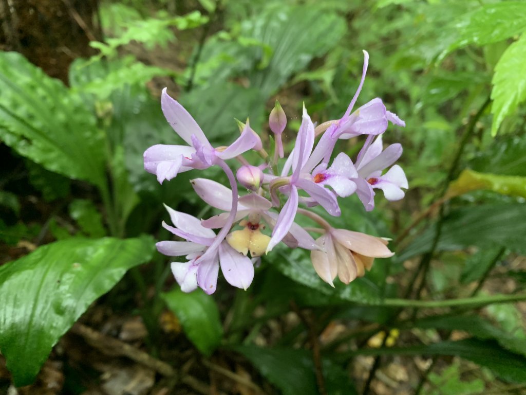 20260124屏東老佛山-老佛山南峰_2992309