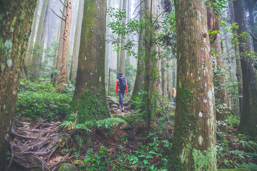 20200815-[苗栗] 加里山_1633297